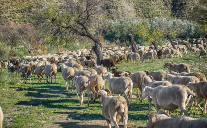 ¿Qué es un seguro agrario?