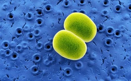 sobre Staphylococcus epidermidis