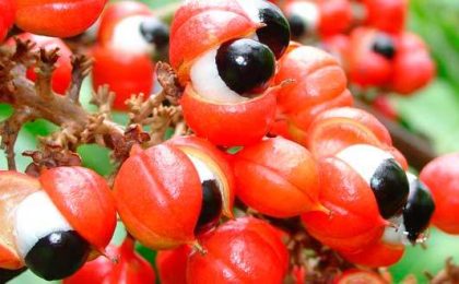 frutas que pueden adelgazar