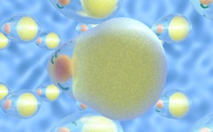 Así es cómo la obesidad afecta a las mitocondrias