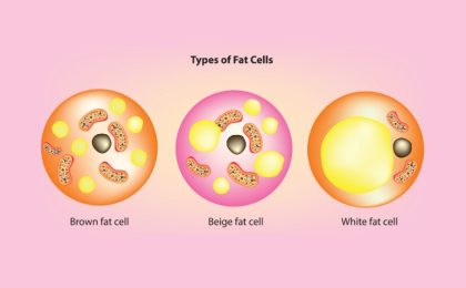 Convertir grasa blanca en grasa beige