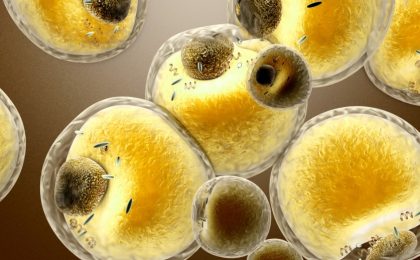 El tejido adiposo marrón y envejecimiento saludable están conectados, según un estudio